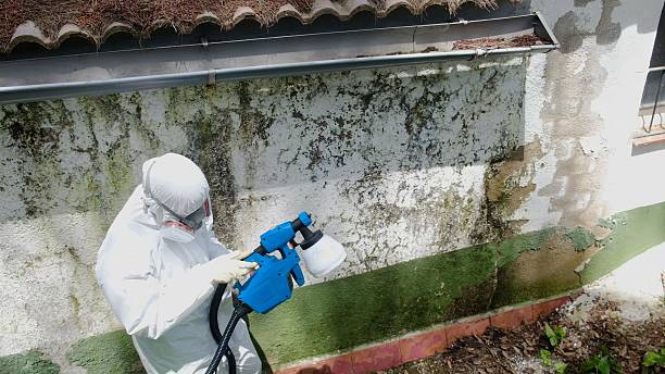 Trusted Basement Mold Remediation service in Hyde Park, PA - Cheap Mold Removal